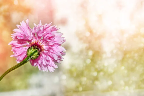 Helle Blume Kornblume auf einem Hintergrund der Sommerlandschaft — Stockfoto