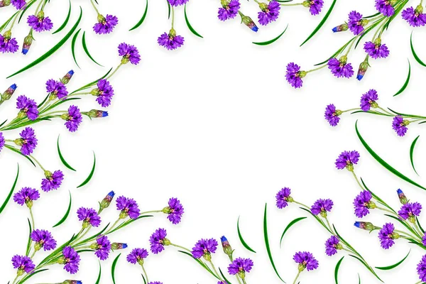 Beyaz arka plan üzerinde izole papatyalar yaz çiçek. — Stok fotoğraf
