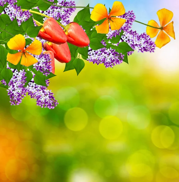 라일락의 꽃의 큼 — 스톡 사진
