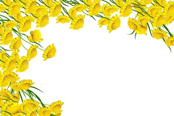 Prästkragar sommar blomma isolerad på vit bakgrund. — Stockfoto