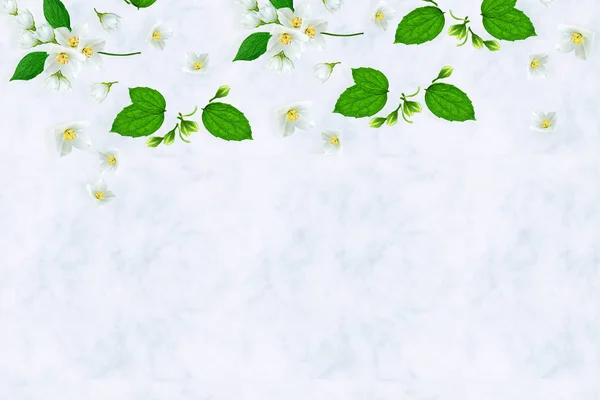 Složení bílých jasmínových květů. Plochá ležel, horní pohled. — Stock fotografie
