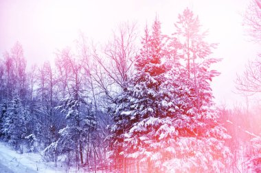  Karla kaplı ağaçlarla donuk kış ormanı.