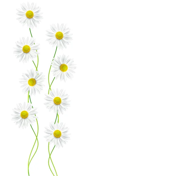 흰색 배경에 고립 쓰는데 여름 꽃. — 스톡 사진