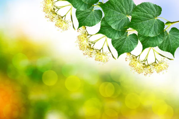 Sprig of flowering linden tree on the background of the spring l — Stock Photo, Image