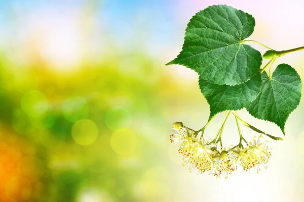 Sprig of flowering linden tree on the background of the spring l — Stock Photo, Image