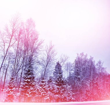  Karla kaplı ağaçlarla donuk kış ormanı.