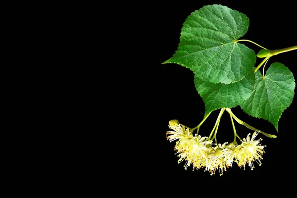 Sprig of linden blossoms isolated on black background. — Stock Photo, Image