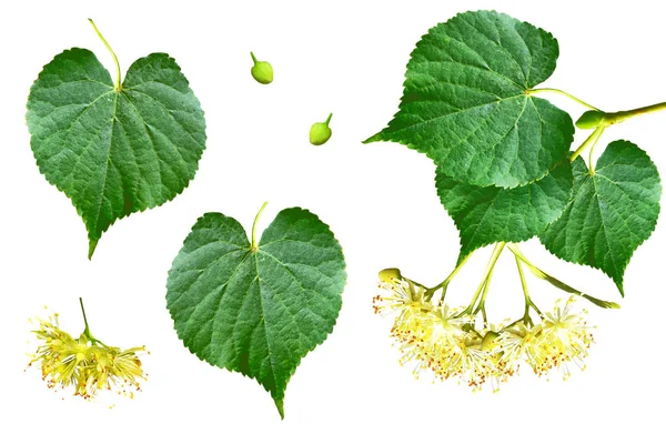 Ihlamur çiçekleri beyaz arka plan üzerinde izole fışkın.