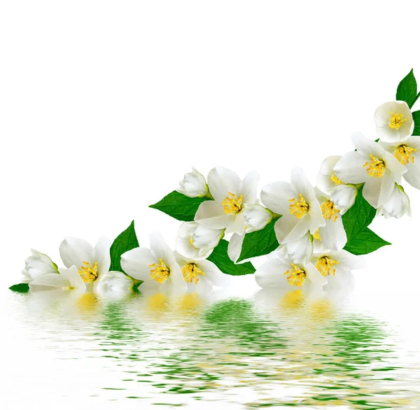 Ramo de flores de jasmim isolado no fundo branco — Fotografia de Stock