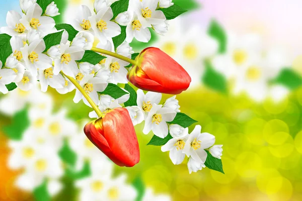 Witte jasmijn de tak delicate Lentebloemen — Stockfoto