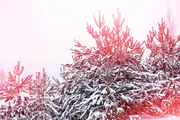 Bevroren winterbos met besneeuwde bomen. — Stockfoto