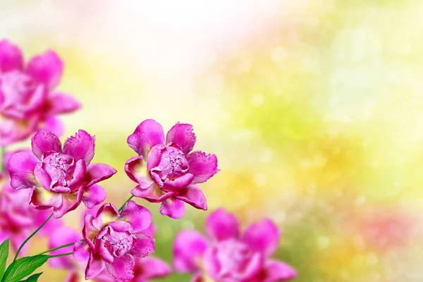 Heldere kleurrijke bloemen pioenrozen — Stockfoto