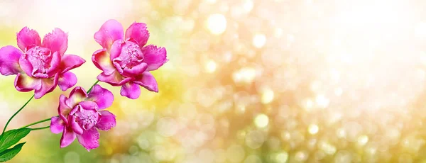 Ljusa färgglada blommor pioner — Stockfoto