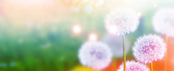 Fluffy dandelion flower against the background of the summer lan — Stock Photo, Image