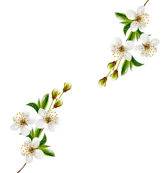 Blühender Zweig von Kirschfrüchten isoliert auf weißem Hintergrund — Stockfoto
