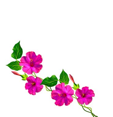 Beyaz bir arka plan üzerinde izole Petunyalar. Renkli çiçekler.