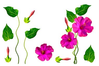 Beyaz bir arka plan üzerinde izole Petunyalar. Renkli çiçekler.