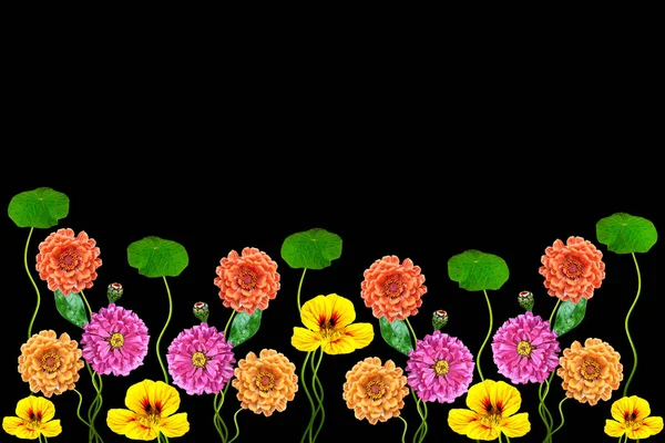 Petunien isoliert auf schwarzem Hintergrund. bunte Blumen. — Stockfoto