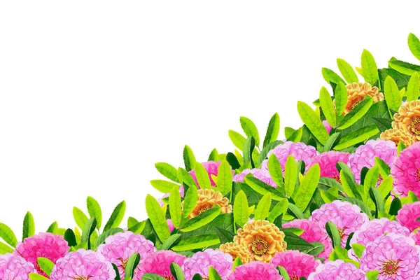 Barevné květy zinnias izolovaných na bílém pozadí. — Stock fotografie