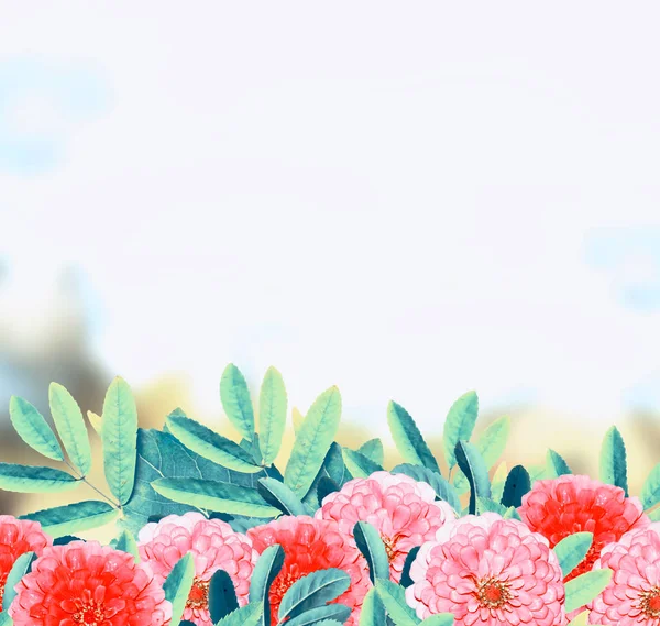 Flores brilhantes e coloridas zinnias. Fundo floral . — Fotografia de Stock