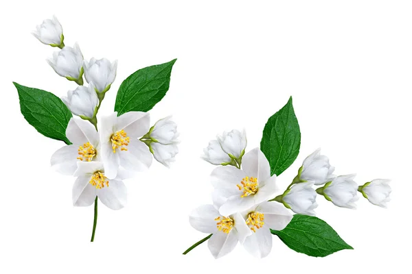 Yasemin çiçekleri beyaz zemin üzerine izole Şubesi재 스민 꽃 흰색 배경에 고립의 지점 — 스톡 사진