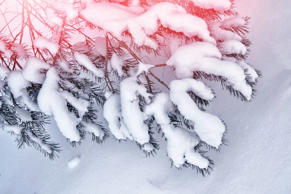 Замороженный зимний лес с заснеженными деревьями. — стоковое фото