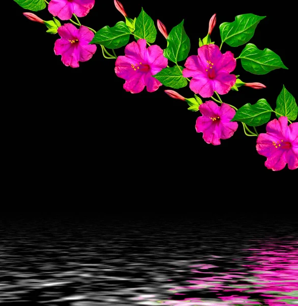 Siyah bir arka plan üzerinde izole Petunyalar. Renkli çiçekler. — Stok fotoğraf