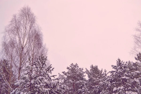 雪に覆われた木々が凍る冬の森. — ストック写真