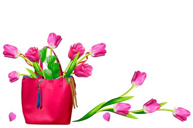 bahar çiçekleri beyaz arkaplanda izole laleler. 