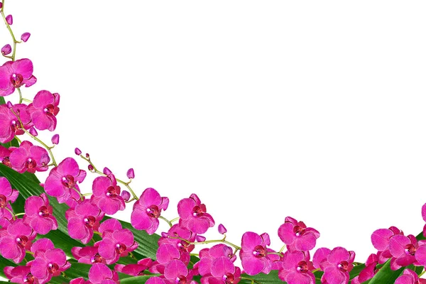 Beyaz arkaplanda izole edilmiş orkide çiçeği. — Stok fotoğraf