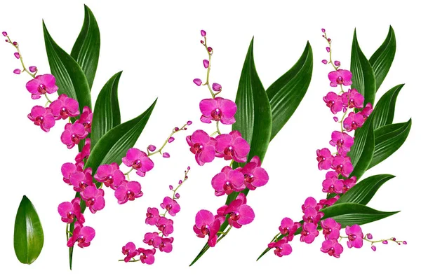 Orkidé blomma isolerad på vit bakgrund. — Stockfoto