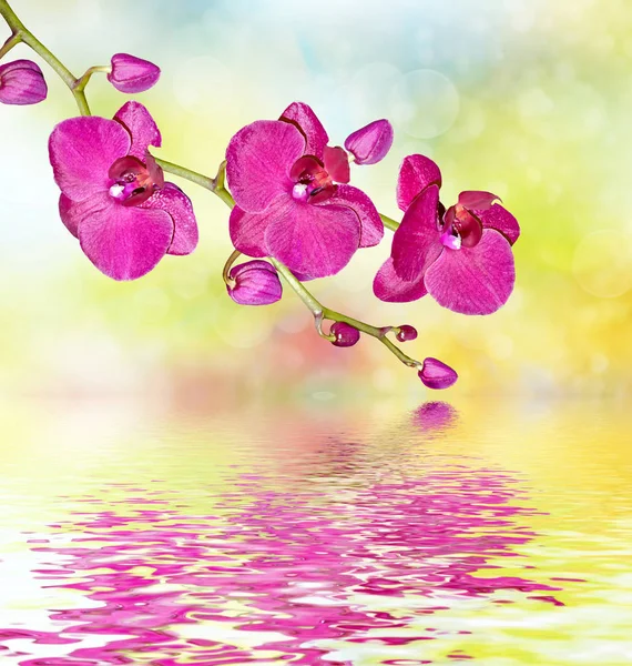 Flores brillantes coloridas de la orquídea en un fondo del lan del verano — Foto de Stock