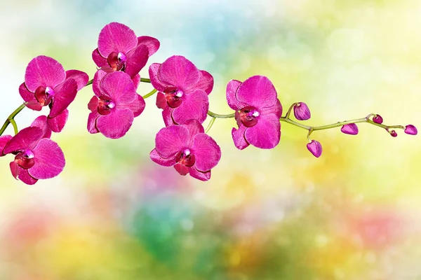 Kleurrijke heldere orchideebloemen op een achtergrond van de zomer lan — Stockfoto