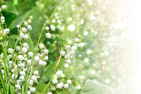 春の風景。バレーの花ユリ — ストック写真