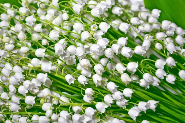 Voorjaarslandschap. bloemen lelie van de vallei — Stockfoto