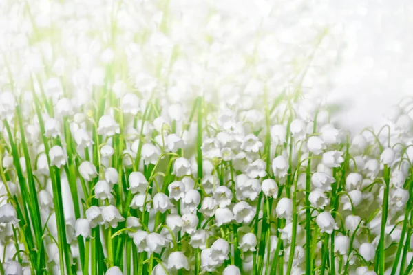 Frühlingslandschaft. Blühende Maiglöckchen — Stockfoto