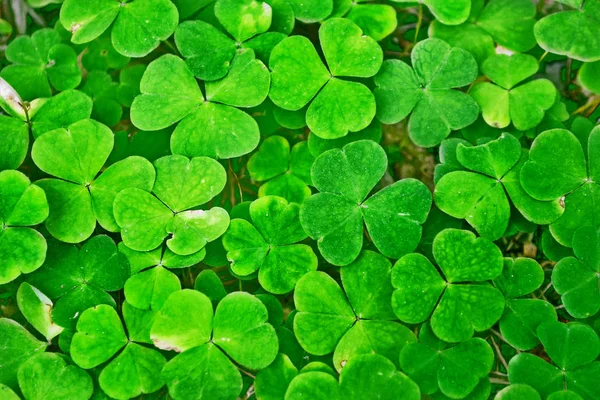 Foglie di trifoglio verde su uno sfondo paesaggio estivo — Foto Stock