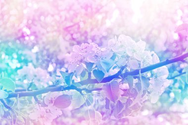 Çiçek açan elma dalı. Parlak renkli bahar çiçekleri