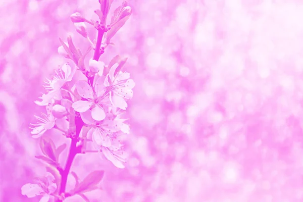 Blommande grenäpple. Ljusa färgglada vårblommor — Stockfoto