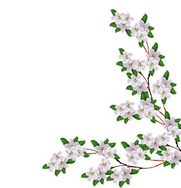 Beyaz bir arka plan üzerinde izole elma dalı çiçeklenme. Bahar