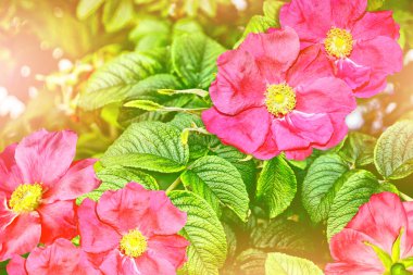 Yaz manzara. Hassas yabani gül Bahçe çiçek