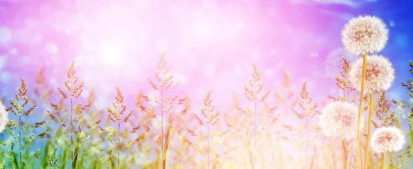 Nadýchané Pampeliška květin na pozadí v létě lan — Stock fotografie