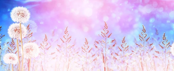 Fluffy dandelion flower against the background of the summer lan — Stock Photo, Image