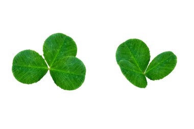 Yeşil yonca izole üzerinde beyaz arka plan bırakır. St.Patrick'ın 