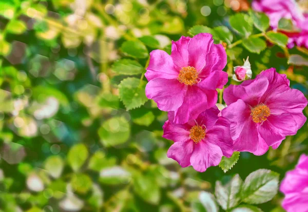 Paisaje de verano. Delicadas flores de jardín de rosas silvestres — Foto de Stock