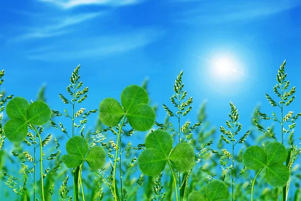 Green clover leaves on a background summer landscape — Stock Photo, Image