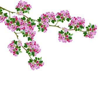 Beyaz bir arka plan üzerinde izole elma dalı çiçeklenme. Bahar