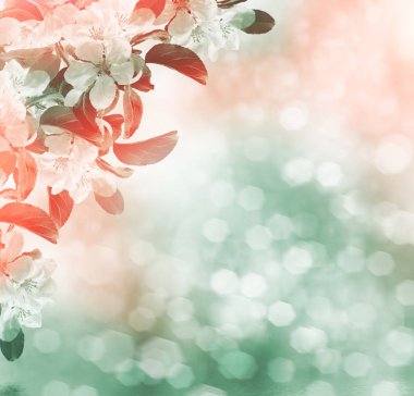 Çiçek açan elma dalı. Parlak renkli bahar çiçekleri