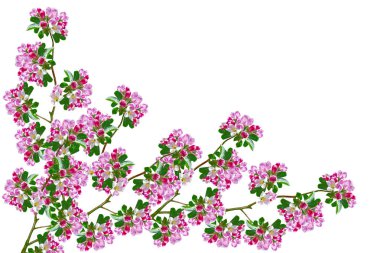 Beyaz bir arka plan üzerinde izole elma dalı çiçeklenme. Bahar