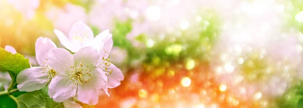 Iasomie albă Ramura flori delicate de primăvară — Fotografie, imagine de stoc